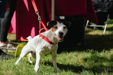 İtaatkar bir köpek sahibinin ayaklarının altındaki çimlerin üzerinde yatar. Safkan Köpek Jack Russell Terrier, World Dog Show 'da. Dostluk, yürüyüş, evcil hayvanlar. Dizinin bir parçası.