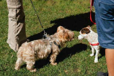 İtaatkar bir köpek sahibinin ayaklarının altındaki çimlerin üzerinde yatar. Safkan Köpek Jack Russell Terrier, World Dog Show 'da. Dostluk, yürüyüş, evcil hayvanlar. Dizinin bir parçası.