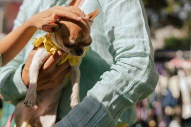 Sahibi Chihuahua 'sını nazikçe elinde tutuyor ve evcil hayvan ile sahibi arasında hassas bir an olduğunu gösteriyor. Çocukların elleri köpeği okşar. Dostluk, yürüyüş, evcil hayvanlar. Dizinin bir parçası.