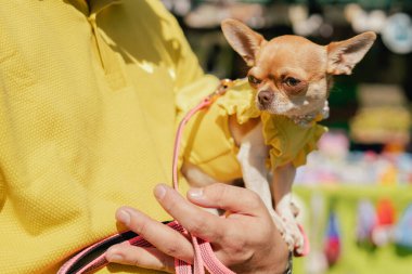 Sahibi Chihuahua 'sını nazikçe elinde tutuyor ve evcil hayvan ile sahibi arasında hassas bir an olduğunu gösteriyor. Köpek parlak güneşten gözlerini kapatır. Dostluk, yürüyüş, evcil hayvanlar. Dizinin bir parçası.