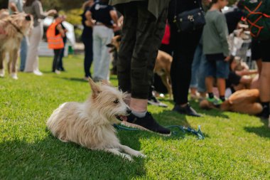 İtaatkar bir köpek sahibinin ayaklarının altındaki çimlerin üzerinde yatar. Dünya Köpek Gösterisi 'nde safkan köpek. Dostluk, yürüyüş, evcil hayvanlar. Dizinin bir parçası.