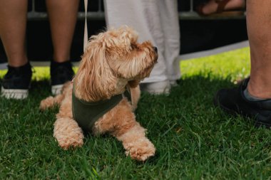 An obedient dog lies on the grass at the feet of its owner. Pure Bred Dog Maltipoo on the World Dog Show. Friendship, walk, pets. Part of the series. clipart