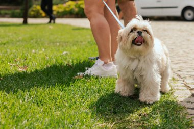 İtaatkar bir köpek sahibinin ayaklarının altındaki çimlerin üzerinde yatar. Dünya Köpek Gösterisi 'nde safkan köpek. Dostluk, yürüyüş, evcil hayvanlar. Dizinin bir parçası.