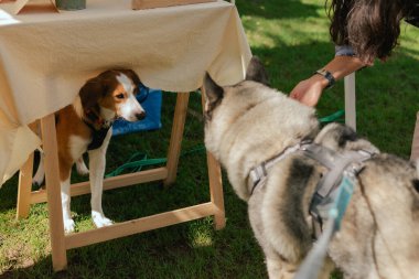 Köpekler birbirlerini koklar. Dünya Köpek Gösterisi 'nde safkan köpek. Dostluk, yürüyüş, evcil hayvanlar. Dizinin bir parçası.