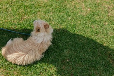Köpek çimlerin üzerinde yatıyor, manzarası çok güzel. Dünya Köpek Gösterisi 'nde safkan köpek. Dostluk, yürüyüş, evcil hayvanlar. Dizinin bir parçası.