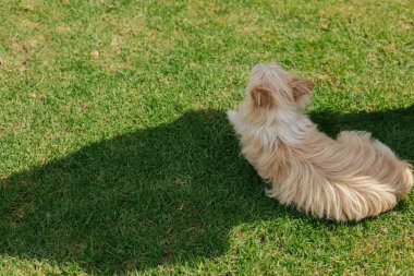 Köpek çimlerin üzerinde yatıyor, manzarası çok güzel. Dünya Köpek Gösterisi 'nde safkan köpek. Dostluk, yürüyüş, evcil hayvanlar. Dizinin bir parçası.