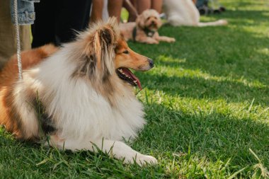 An obedient dog lies on the grass at the feet of its owner. Pure Bred Dog on the World Dog Show. Friendship, walk, pets. Part of the series. clipart