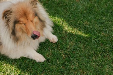 Köpek çimlerin üzerinde yatıyor, manzarası çok güzel. Dünya Köpek Gösterisi 'nde safkan köpek. Dostluk, yürüyüş, evcil hayvanlar. Dizinin bir parçası.