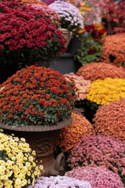 Çiçekçide saksılarda sonbahar çiçekleri. Cadılar Bayramı ve Şükran Günü sonbahar dekorasyonu sepetlerde çiçeklerle. Dizinin bir parçası. Yumuşak odak.