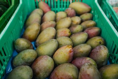 Küçük şehir pazarında taze mangolar. Organik ürünler açık pazarda satılıyor. Taze ekin ve sebze hasadı satıyorum. Avrupa şehir merkezi. Kapatın. Dizinin bir parçası.