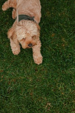 Köpek çimlerin üzerinde yatıyor, manzarası çok güzel. Dünya Köpek Gösterisi 'nde safkan köpek. Dostluk, yürüyüş, evcil hayvanlar. Dizinin bir parçası.