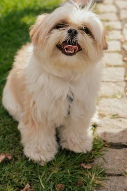 Köpek çimlerin üzerinde yatıyor, manzarası çok güzel. Dünya Köpek Gösterisi 'nde safkan köpek. Dostluk, yürüyüş, evcil hayvanlar. Dizinin bir parçası.