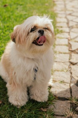 The dog is lying on the grass, top view. Pure Bred Dog on the World Dog Show. Friendship, walk, pets. Part of the series. clipart