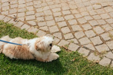 Köpek çimlerin üzerinde yatıyor, manzarası çok güzel. Dünya Köpek Gösterisi 'nde safkan köpek. Dostluk, yürüyüş, evcil hayvanlar. Dizinin bir parçası.