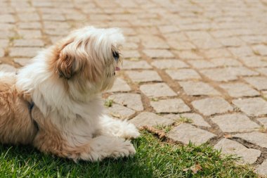 Köpek çimlerin üzerinde yatıyor, manzarası çok güzel. Dünya Köpek Gösterisi 'nde safkan köpek. Dostluk, yürüyüş, evcil hayvanlar. Dizinin bir parçası.