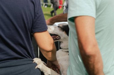 Sahipleri arasında heyecanlı bir köpek. Dünya Köpek Gösterisi 'nde safkan köpek. Dostluk, yürüyüş, evcil hayvanlar. Dizinin bir parçası.