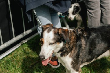 An excited dog between its owners. Pure Bred Dog on the World Dog Show. Friendship, walk, pets. Part of the series. clipart