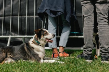 İtaatkar bir köpek sahibinin ayaklarının altındaki çimlerin üzerinde yatar. Dünya Köpek Gösterisi 'nde safkan köpek. Dostluk, yürüyüş, evcil hayvanlar. Dizinin bir parçası.