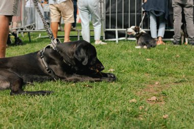 Büyük bir köpek sahibinin ayağının ucundaki çimenleri ısırıyor. Dünya Köpek Gösterisi 'nde safkan köpek. Dostluk, yürüyüş, evcil hayvanlar. Dizinin bir parçası.