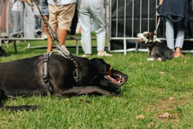 Büyük bir köpek sahibinin ayağının ucundaki çimenleri ısırıyor. Dünya Köpek Gösterisi 'nde safkan köpek. Dostluk, yürüyüş, evcil hayvanlar. Dizinin bir parçası.