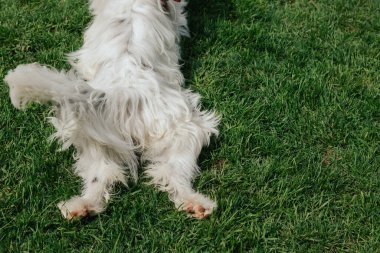 Close up of legs of a dog lying on the grass, top view. Pure Bred Dog on the World Dog Show. Friendship, walk, pets. Part of the series. clipart