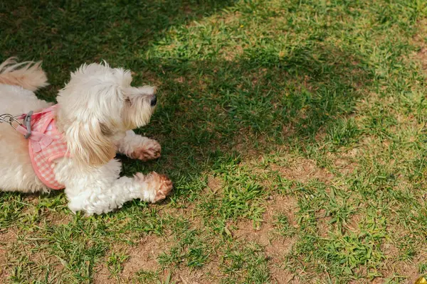 Köpek çimlerin üzerinde yatıyor, manzarası çok güzel. Dünya Köpek Gösterisi 'nde safkan köpek. Dostluk, yürüyüş, evcil hayvanlar. Dizinin bir parçası.