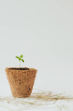 Beyaz arka planda biyolojik çözünürlükte küçük yeşil bitki filizlenir. Sağlıkla ilgili yazı ve makaleler için. Yeni hayat kavramı, ilaçsız ve çevre dostu.