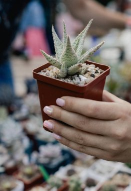 Sokak pazarında satılık saksılarda sulu bitkiler ve kaktüsler. Bulanık arka plan. Yakın plan. Seçici odak.