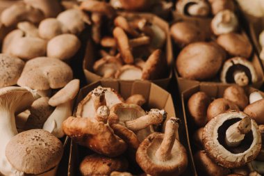 Karton kutularda egzotik mantarların yakın çekimi, şampiyonlar gurme olarak yetişti. Organik ürünler açık pazarda satılıyor. Taze ekin ve sebze hasadı satıyorum. Avrupa şehir merkezi. Kapat.