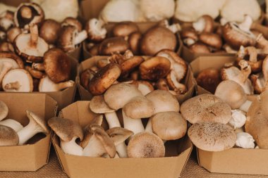 Karton kutularda egzotik mantarların yakın çekimi, şampiyonlar gurme olarak yetişti. Organik ürünler açık pazarda satılıyor. Taze ekin ve sebze hasadı satıyorum. Avrupa şehir merkezi. Kapat.