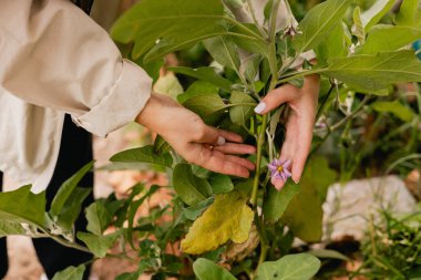 Bahçedeki eko-çiftlikte çiçeklerle ve bitkilerle ilgilenen çiçekçi olarak bahçe aletleriyle kadınların yakın çekimleri. Yeşil turizm kavramı, yavaş yaşam, bahçıvanlık, çevre dostu. Dizinin bir parçası