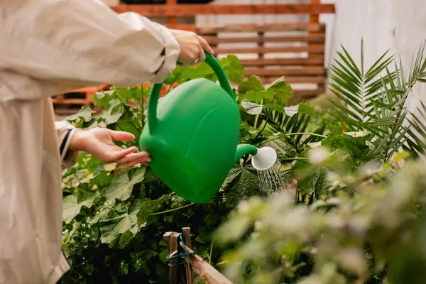 Çiçekçilik yapan orta yaşlı bir kadının portresi. Bahçedeki çiçek ve bitkilerle ilgilenen. Klasik sera eko-çiftliği. Yeşil turizm kavramı, yavaş yaşam, bahçıvanlık, çevre dostu. Dizinin bir parçası
