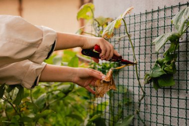 Bahçedeki eko-çiftlikte çiçeklerle ve bitkilerle ilgilenen çiçekçi olarak bahçe aletleri olan bir kadının yakın çekimi. Yeşil turizm kavramı, yavaş yaşam, bahçıvanlık, çevre dostu. Dizinin bir parçası