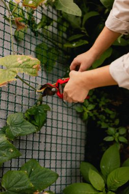 Bahçedeki eko-çiftlikte çiçeklerle ve bitkilerle ilgilenen çiçekçi olarak bahçe aletleri olan bir kadının yakın çekimi. Yeşil turizm kavramı, yavaş yaşam, bahçıvanlık, çevre dostu. Dizinin bir parçası