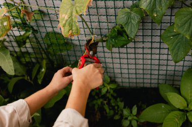 Bahçedeki eko-çiftlikte çiçeklerle ve bitkilerle ilgilenen çiçekçi olarak bahçe aletleri olan bir kadının yakın çekimi. Yeşil turizm kavramı, yavaş yaşam, bahçıvanlık, çevre dostu. Dizinin bir parçası