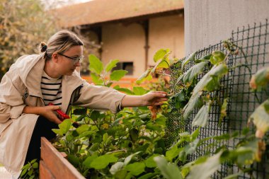 Bahçedeki eko-çiftlikte çiçeklerle ve bitkilerle ilgilenen çiçekçi olarak bahçe aletleri olan bir kadının yakın çekimi. Yeşil turizm kavramı, yavaş yaşam, bahçıvanlık, çevre dostu. Dizinin bir parçası