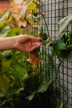 Bahçedeki eko-çiftlikte çiçeklerle ve bitkilerle ilgilenen çiçekçi olarak bahçe aletleri olan bir kadının yakın çekimi. Yeşil turizm kavramı, yavaş yaşam, bahçıvanlık, çevre dostu. Dizinin bir parçası