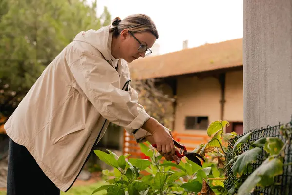 Çiçekçilik yapan orta yaşlı bir kadının portresi. Bahçedeki çiçek ve bitkilerle ilgilenen. Klasik sera eko-çiftliği. Yeşil turizm kavramı, yavaş yaşam, bahçıvanlık, çevre dostu. Dizinin bir parçası