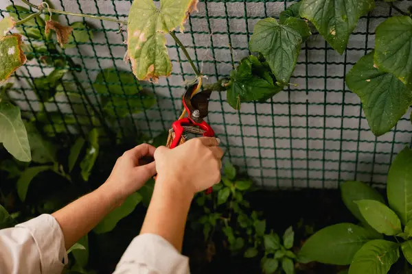 Bahçedeki eko-çiftlikte çiçeklerle ve bitkilerle ilgilenen çiçekçi olarak bahçe aletleri olan bir kadının yakın çekimi. Yeşil turizm kavramı, yavaş yaşam, bahçıvanlık, çevre dostu. Dizinin bir parçası
