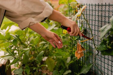 Bahçedeki eko-çiftlikte çiçeklerle ve bitkilerle ilgilenen çiçekçi olarak bahçe aletleri olan bir kadının yakın çekimi. Yeşil turizm kavramı, yavaş yaşam, bahçıvanlık, çevre dostu. Dizinin bir parçası