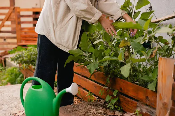 Çiçekçilik yapan orta yaşlı bir kadının portresi. Bahçedeki çiçek ve bitkilerle ilgilenen. Klasik sera eko-çiftliği. Yeşil turizm kavramı, yavaş yaşam, bahçıvanlık, çevre dostu. Dizinin bir parçası