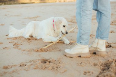Güneşli havada Golden Retriever köpeğini eğiten bir kadın. Mutlu köpekler konsepti. Dizinin bir parçası. Yumuşak odak