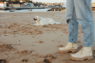Güneşli havada Golden Retriever köpeğini eğiten bir kadın. Mutlu köpekler konsepti. Dizinin bir parçası. Yumuşak odak