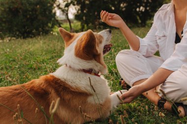 Güneşli bir havada parkta bir Galli Corgi 'yi eğiten ve besleyen bir kadının yakın çekimi. Köpeği gezdirme kavramı, köpek ve sahibi arasındaki arkadaşlık. Dizinin bir parçası. Yumuşak odak.