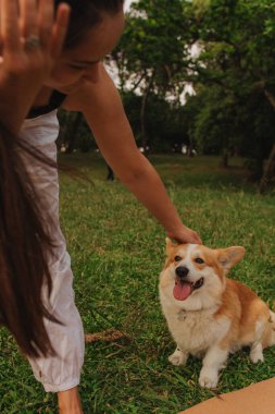 Güneşli bir havada parkta bir Galli Corgi 'yi eğiten ve besleyen bir kadının yakın çekimi. Köpeği gezdirme kavramı, köpek ve sahibi arasındaki arkadaşlık. Dizinin bir parçası. Yumuşak odak.