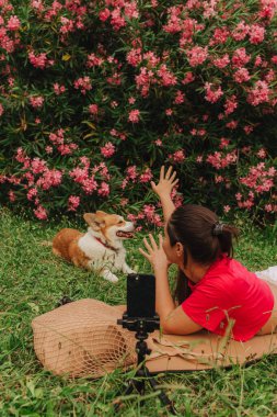 Corgi 'nin seyahat izni uygulaması üzerinden telefon görüşmesinde video kaydı yapan genç bir kız. Gen Z etkileyicisi sosyal medya hikayeleri çekiyor. Bir köpekle insan arasındaki arkadaşlık kavramı. Dizinin bir parçası. UGC