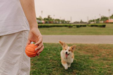 Güneşli bir havada parkta bir kadının elleri Galli Corgi 'yi eğitir. Köpeği gezdirme kavramı, köpek ve sahibi arasındaki arkadaşlık. Dizinin bir parçası. Yumuşak odak.