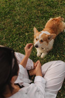 Güneşli bir havada parkta bir Galli Corgi 'yi eğiten ve besleyen bir kadının yakın çekimi. Köpeği gezdirme kavramı, köpek ve sahibi arasındaki arkadaşlık. Dizinin bir parçası. Yumuşak odak.