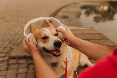 Güneşli bir günde parkta Galli Corgi 'yle bir kadının yakın çekimi. Köpek sıcaktan yorgun görünüyor. Yaz yürüyüşü, hayvan bakımı ve arkadaşlık kavramı. Yumuşak odaklanma. Bir serinin parçası.