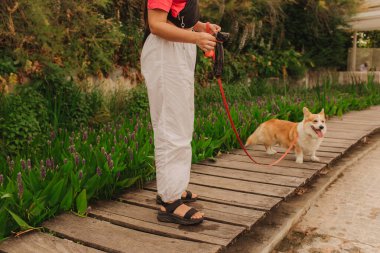 Köpek gezdirici ve Galli Corgi köpeği güneşli bir günün tadını çıkarıyorlar. Dişi, köpeğinin tasmasını parkta tutuyor. Evcil hayvanıyla sabah yürüyüşünde eğlenen bir kadın. Yumuşak odaklanma. Bir serinin parçası